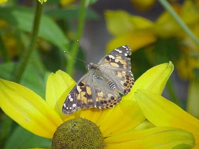 Types of butterflies in ohio