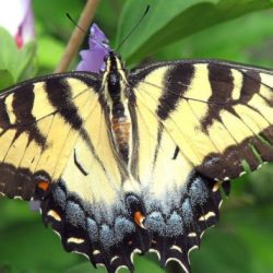 Papillons borboletas papillon vlinder vlinders espécies leonel mih insects farfalle monarch schilderijen