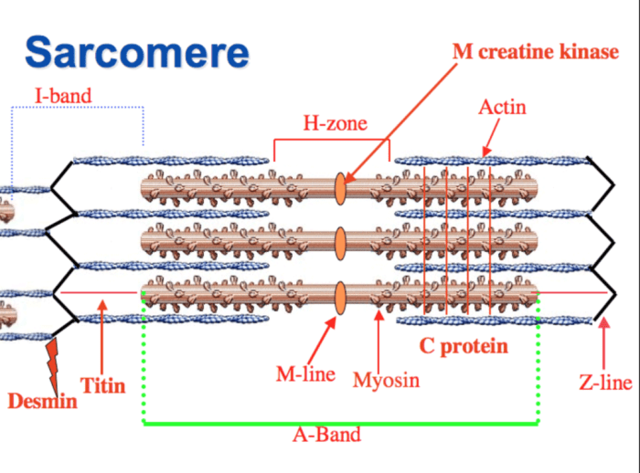 Correctly label the different bands of a sarcomere.