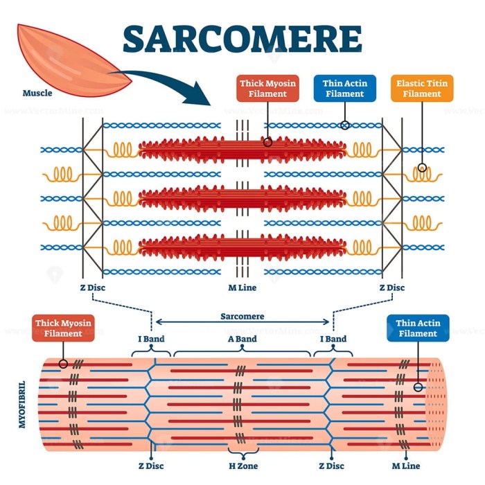 Correctly label different adjust problems award point sarcomere bands pdf preview