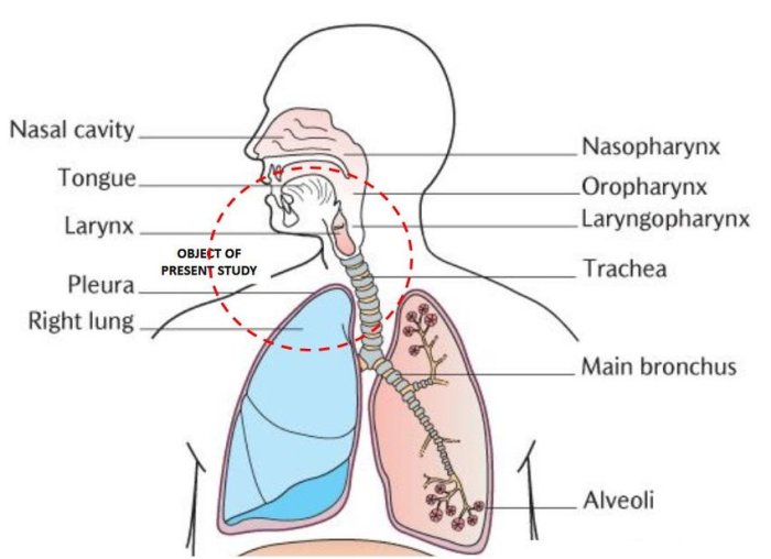 Assignment 6.1 upper respiratory tract labeling