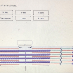 Muscle sarcomere myosin line disc filaments band skeletal actin contraction where physiology zone austincc edu muscles anatomy review anchored nursing